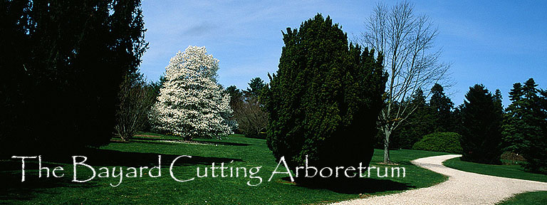 The Bayard Cutting Arboretrum